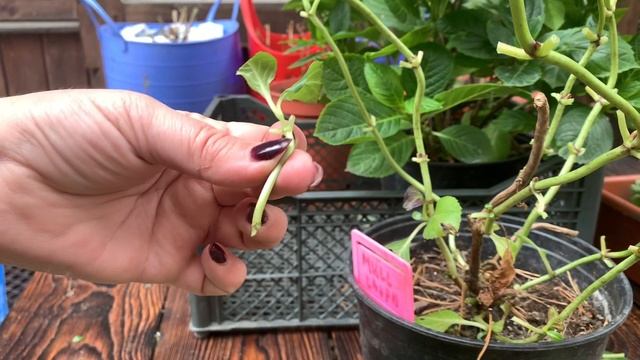 Как сохранить ГОРТЕНЗИЮ зимой, зимовка крупнолистной. Обрезка листьев и обработка, мои советы смотреть онлайн