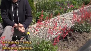 Цветение Гейхеры из семян - мой опыт