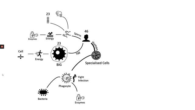 Dual Coding Mind map Specialised Cells смотреть онлайн