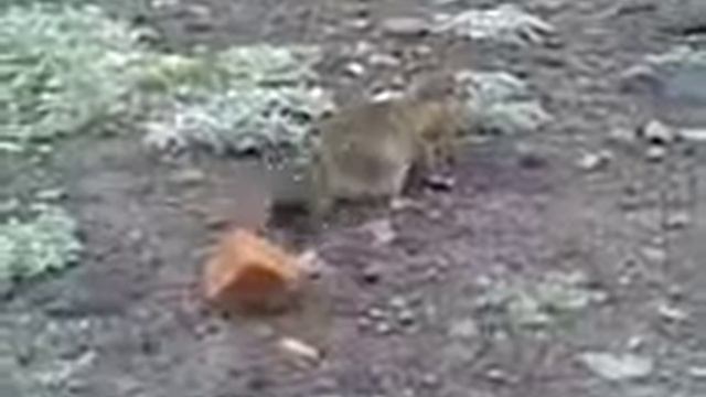 Евражка:) смотреть онлайн