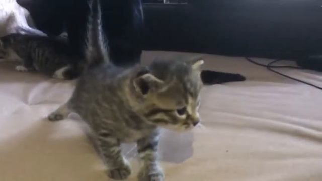 Милый котенок делает первые шаги! смотреть онлайн