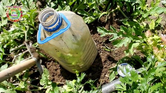 Агрогороскоп нарезки черенков и укоренения черенков в августе 2021 года смотреть онлайн