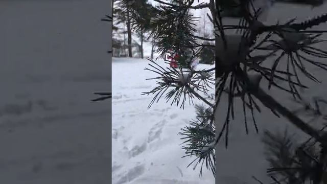 Селигерское дерево желаний в Екатерининской Слободе смотреть онлайн