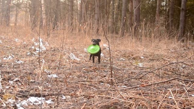 Patterdale Terrier. Паттердейл терьер Рокси смотреть онлайн