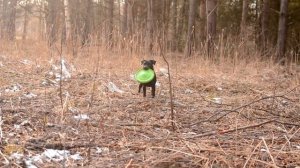 Patterdale Terrier. Паттердейл терьер Рокси
