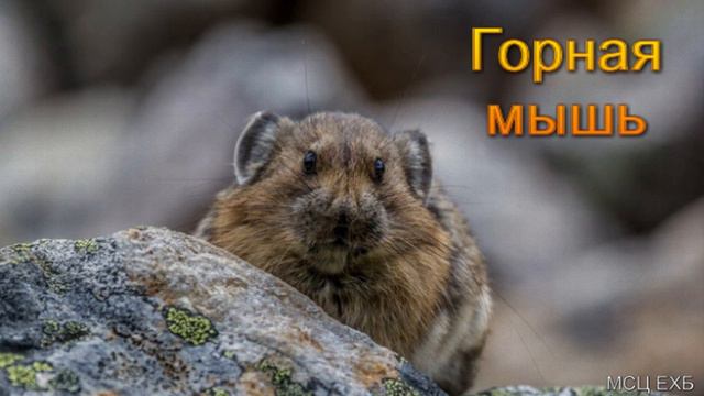 "Горная мышь". А. Сенцов. МСЦ ЕХБ. смотреть онлайн