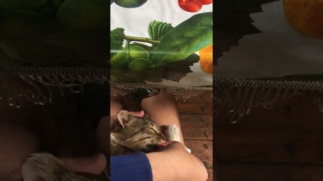 Колбаса и кот