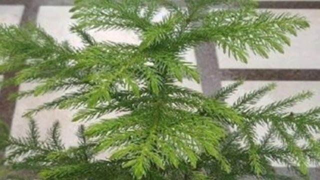 Араукария — домашняя ель. Секреты и особенности выращивания. смотреть онлайн