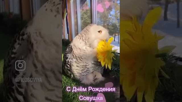 #Мая_Лето Совые нежные смотреть онлайн