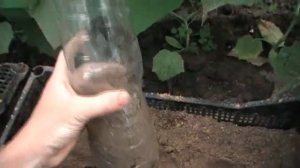 Как быстро и просто укоренить киви Хейворд.