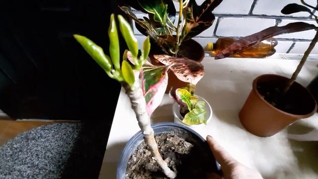 Особенности выращивания кротона смотреть онлайн