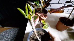 Особенности выращивания кротона