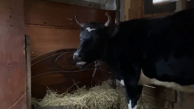 Прежде чем купить корову, посмотрите это видео!!! Выгодно ли держать корову? смотреть онлайн