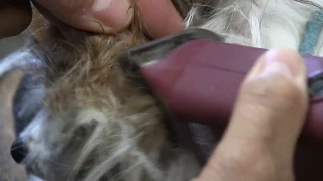 Clipping & Brushing Matted Dog Ears | Papillon Grooming Tutorial ! смотреть онлайн
