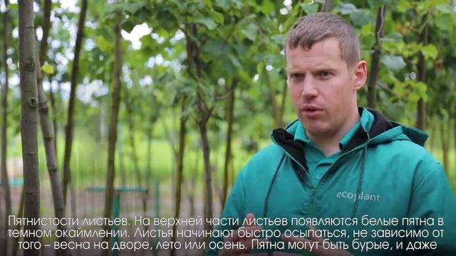 Болезни и лечение липы