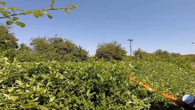 Trimming a Privet (ligustrum) hedge смотреть онлайн