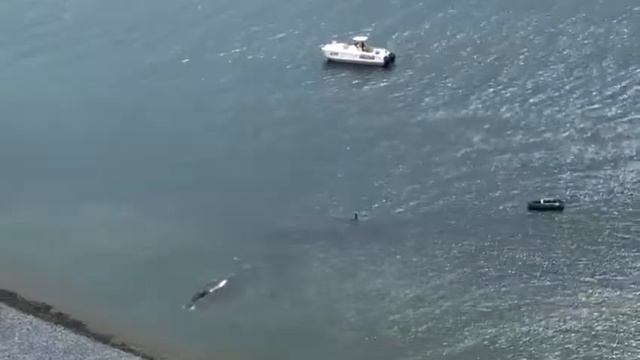 Косатки нападают на кита. Killer whales attack China. смотреть онлайн