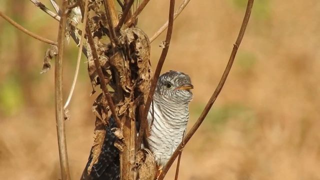 Кукушонок и его приемная мама смотреть онлайн