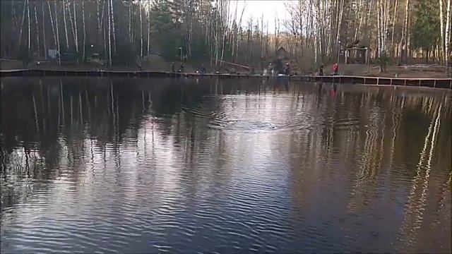 Форель клюёт в верхнем горизонте. Клёвое место, Лосиный остров, спорт - зона. смотреть онлайн