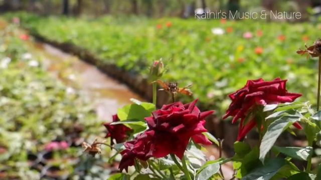 Relax Music - Rosa 'Ingrid Bergman' смотреть онлайн