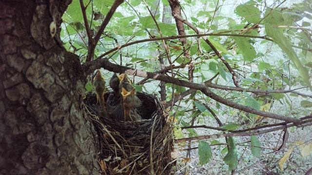 Черный дрозд кормит своих птенцов смотреть онлайн