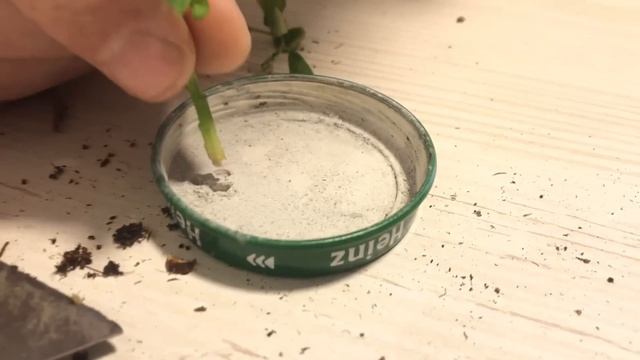 #2 Укореняем розы из осенних черенков | Что получилось смотреть онлайн