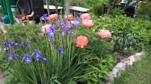 Цветение пиона Корал Сансет. Пион-хамелеон