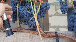 Сорт винограда Вэлиант в Тамбове кондиция на 22.08.2021г.