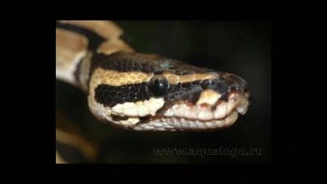 Содержание Королевского питона￼ смотреть онлайн