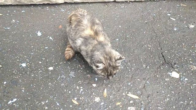 VLOG : Жалко всех животных