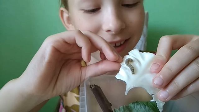 Гусеницы: история 2 смотреть онлайн