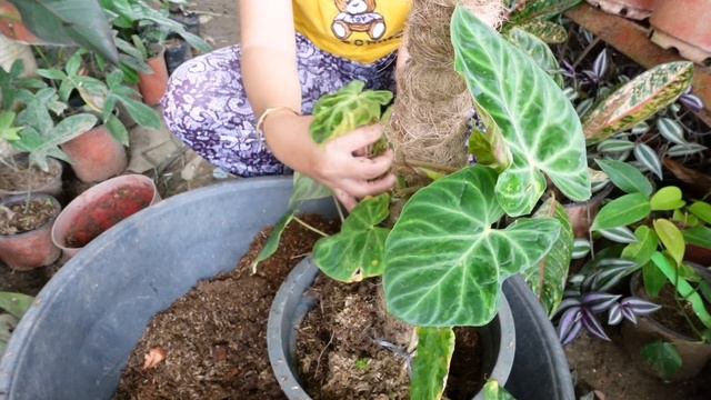 AMININ NATIN HINDI LAHAT MAGANDA|REPOTTING PHILODENDRON VERRUCOSUM смотреть онлайн