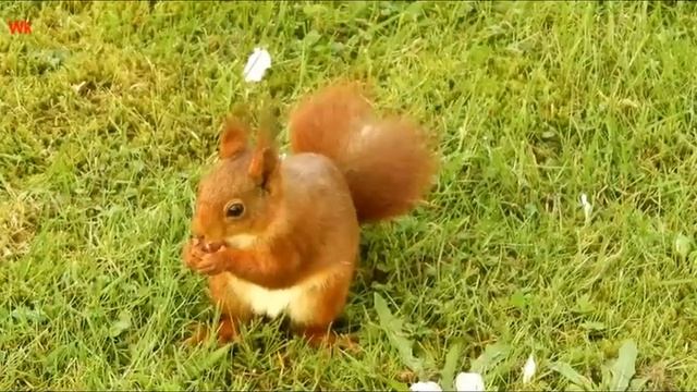 Das Lied „Eichhörnchen Sitzt Auf Einem Wagen“