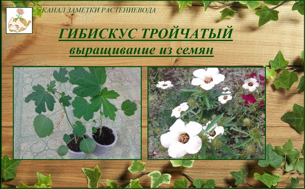 Гибискус тройчатый (китайский доктор) выращивание из семян, растение для ленивого цветника смотреть онлайн