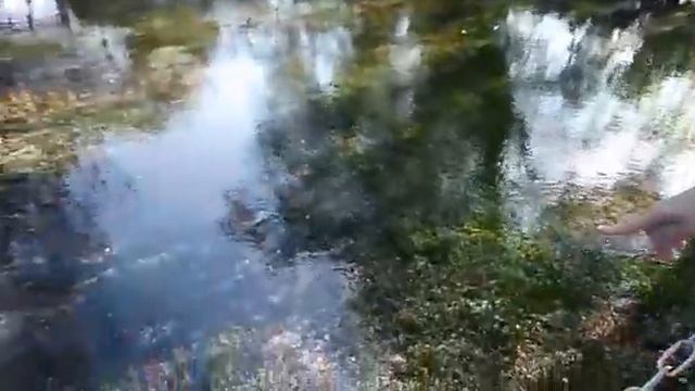 Felipe Coelho da Costa e belos animais em rio que deságua na lago Ohrid, Macedônia do Norte смотреть онлайн