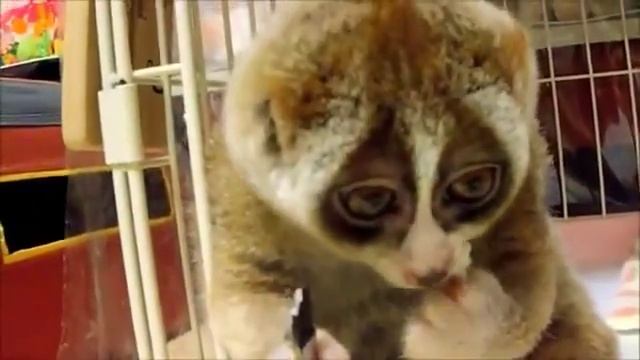 милашка лимур ест рис смотреть онлайн