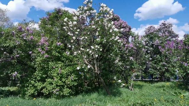 Сиреневый сад смотреть онлайн