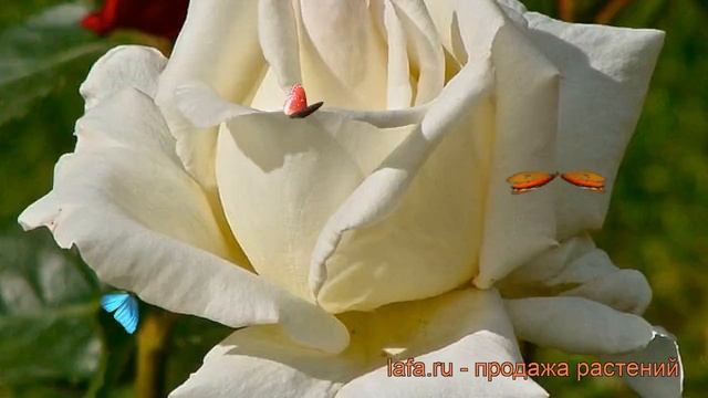 Роза чайно-гибридная Маунт Шаста (rose mount shasta) ? обзор: как сажать, саженцы розы Маунт Шаста смотреть онлайн