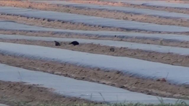 Sony HDR-XR100 Test Video(2) смотреть онлайн