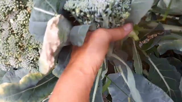 Не вырывайте капусту брокколи с корнем! смотреть онлайн