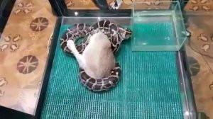 Змея съела кролика