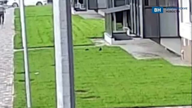 Кроликов выбросили из окна в воронежском ЖК смотреть онлайн
