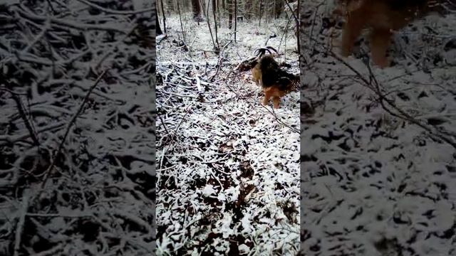 прогулка по лесу.