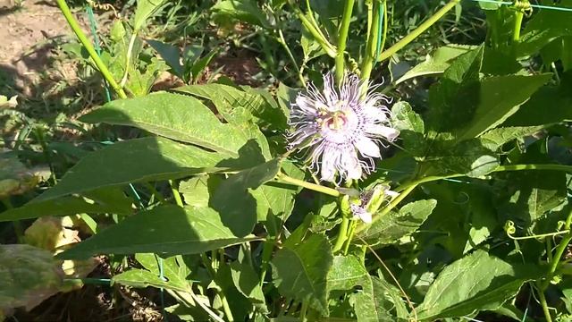 Маракуйя северная и пассифлора телесноцветная.Что лучше? смотреть онлайн