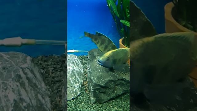 Нерест цихлид (Золотой леопард или хаплохромис-леопард) смотреть онлайн