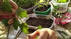 Размножение хризантемы листом.