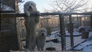 Маремма абруццкая овчарка: описание итальянской породы