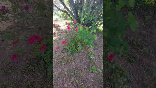 Koniec kwietnia w ogrodzie #short смотреть онлайн