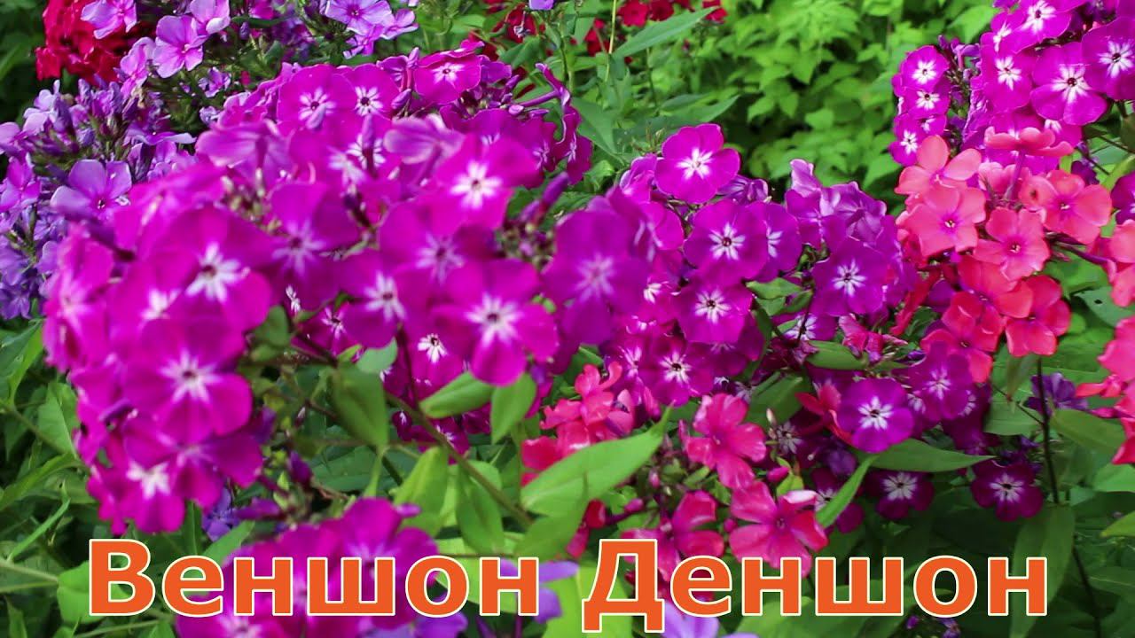 Флоксы Тимур, Лидер, Веншон Деншон смотреть онлайн