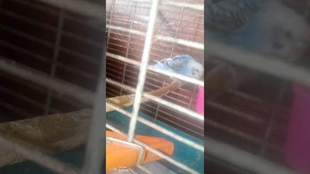 всем привет это видео про моего попугая крошу смотреть онлайн